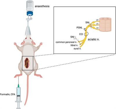 Glycinergic Modulation of Pain in Behavioral Animal Models